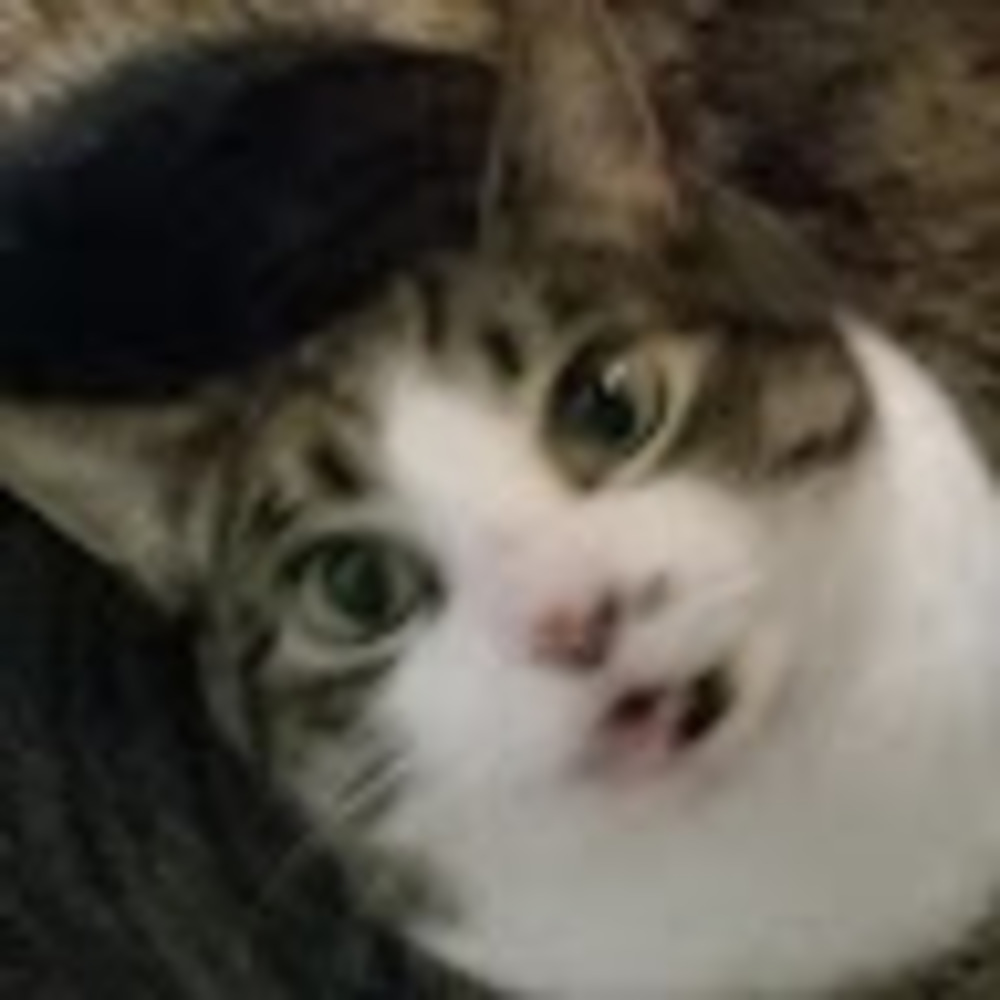 Meet your Posher, Mad